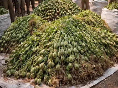 Madhya Pradesh Police Uncover and Confiscate 8 Tonnes of Illegal Opium Across Three Districts