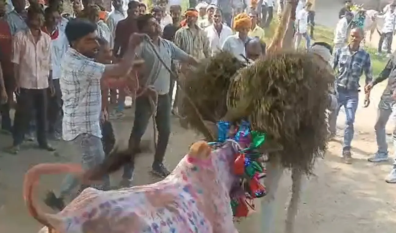 क्या मध्य प्रदेश के राजगढ़ में 'छोड़ा' उत्सव जल्लीकट्टू की तरह मनाया गया?