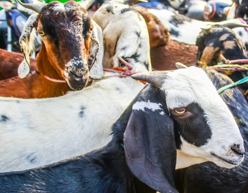 Why is Maharashtra Releasing Goats in Forests to Deter Leopards?