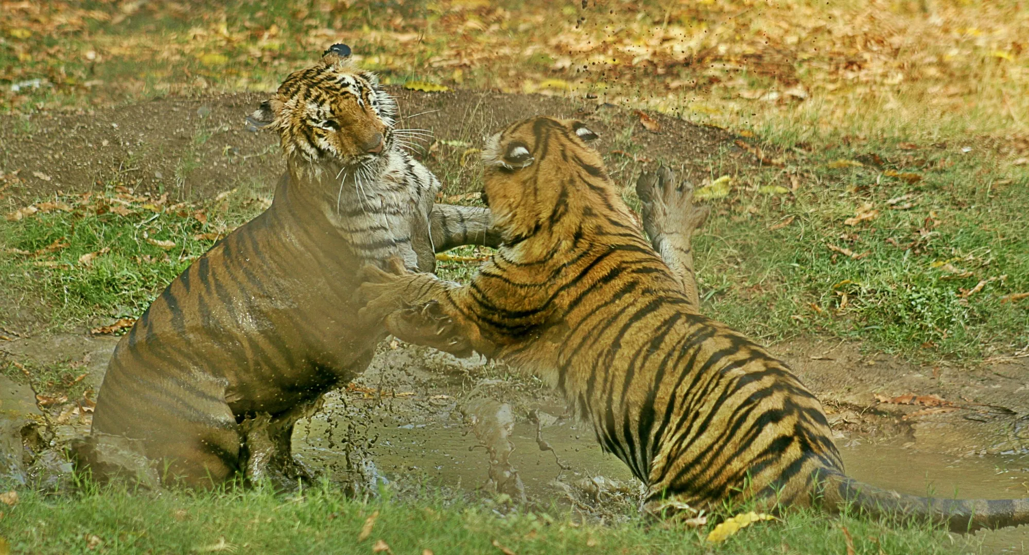 How is the Maha govt planning to involve citizens in tiger conservation?