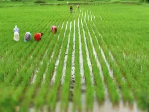 Maharashtra Government to Reclaim 4,849 Acres of Unused Farmland for Farmers