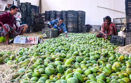 Konkan mango, cashew farmers: Parties demand ₹5 lakh/hectare aid in Mumbai protest