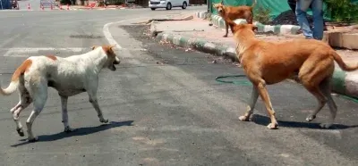 महाराष्ट्र: बीड में आवारा कुत्तों ने 3 साल की मासूम पर किया हमला, चेहरे पर लगे 12 टांके