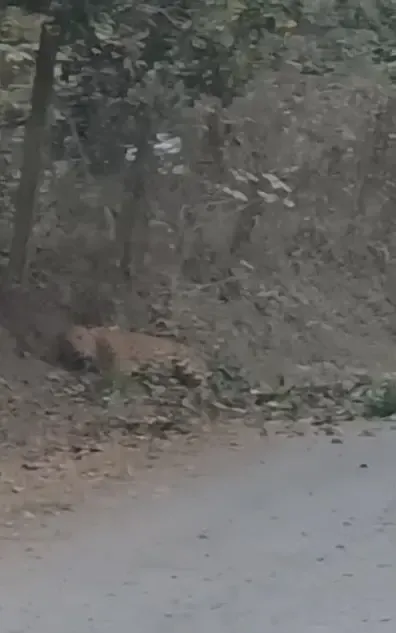 क्या महाराष्ट्र के बोर्डी में बिजली के तारों में तेंदुआ एक घंटे तक फंसा रहा?