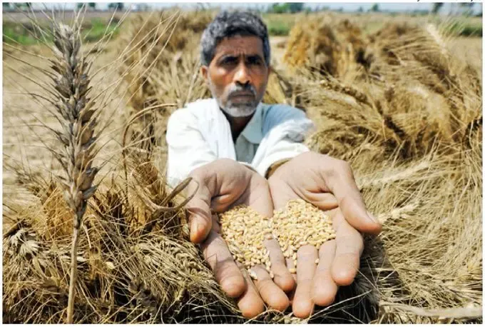Has the Maharashtra Cabinet Revised the Crop Insurance Scheme?