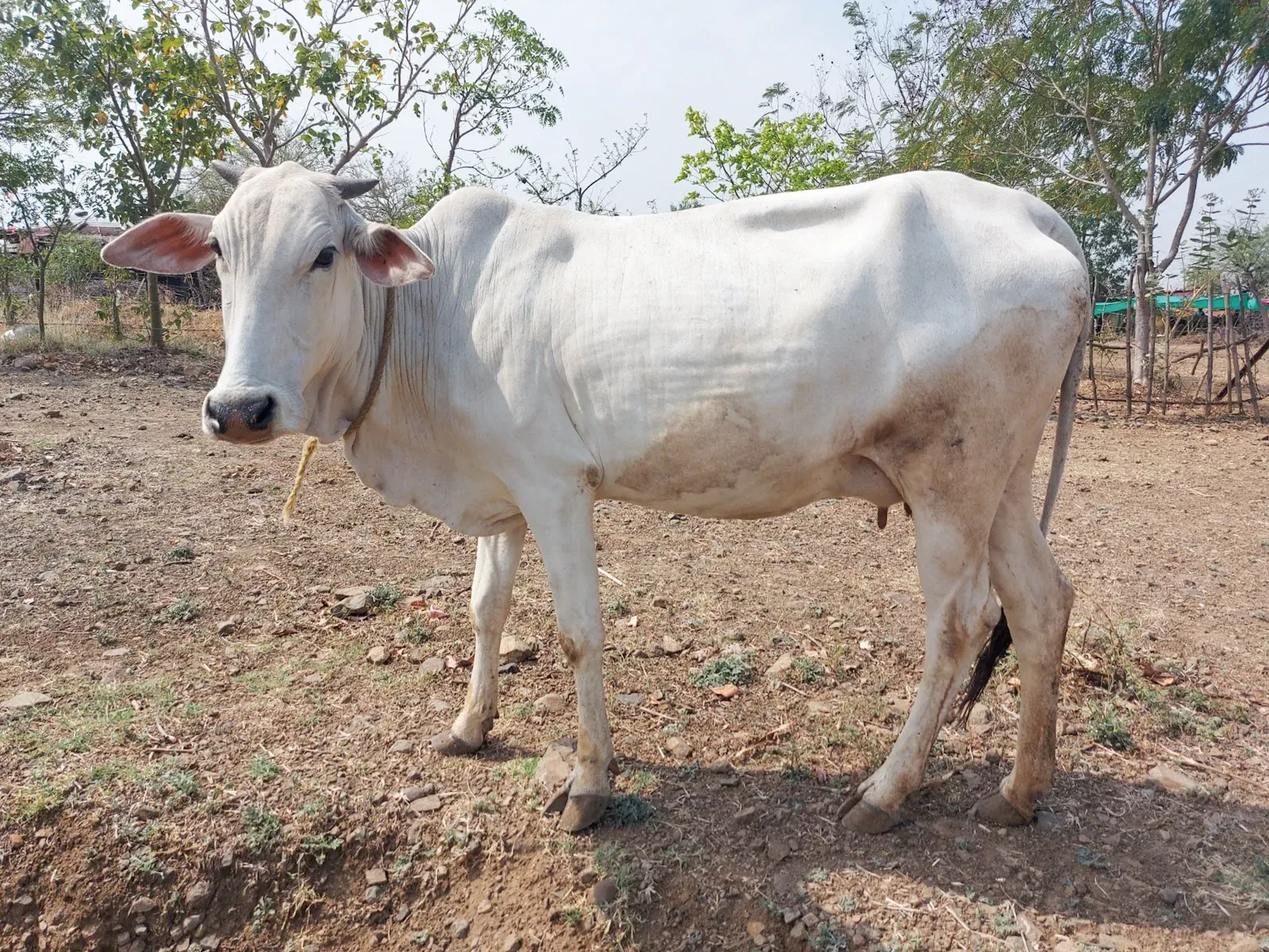 Maharashtra's Umarda Cow, Madgyal Sheep Win National Breed Status