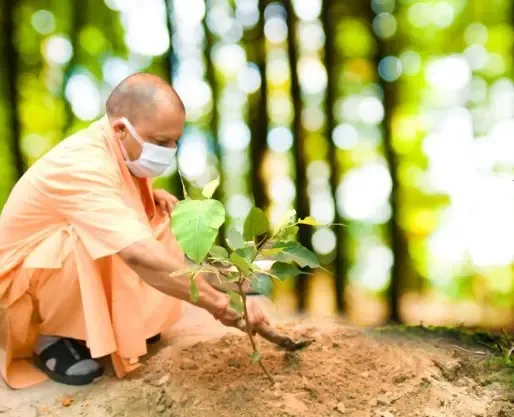 Transforming Uttar Pradesh: Over 242 Crore Saplings Planted in Nine Years