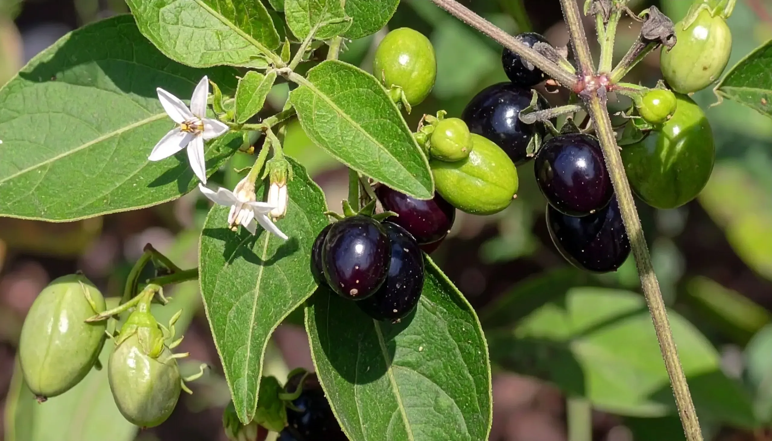 क्या मकोय एक छोटा-सा पौधा है, जिसमें औषधीय गुणों का खजाना छिपा है?