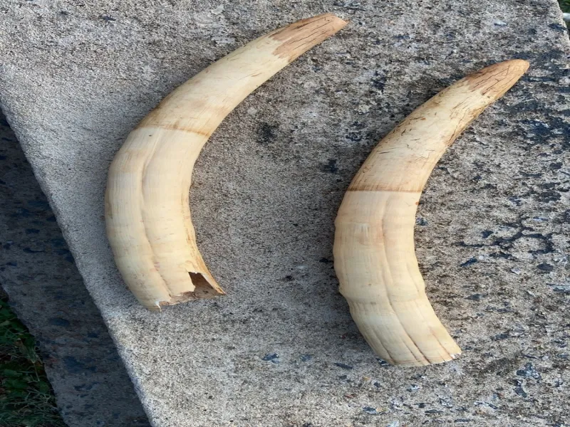 Who Was Arrested for Wildlife Crimes Involving Elephant Tusks Valued at Rs 50 Lakh?
