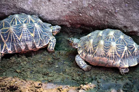 171 protected Indian Roofed Turtles seized in Kanpur; UP STF arrests smuggler