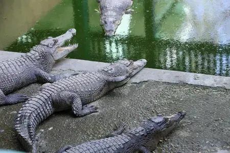 Was a man attacked by a crocodile in Australia?