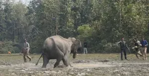 Tamil Nadu Forest Department to Deploy Thermal Drones for Monitoring Wild Elephants