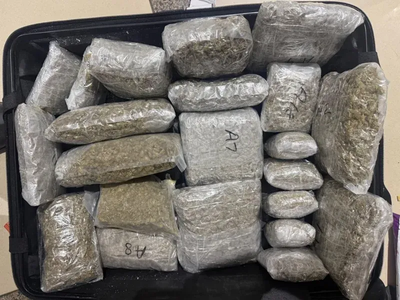 Ahmedabad airport: 4.276 kg hydroponic marijuana worth ₹4 crore seized, Maharashtra man arrested