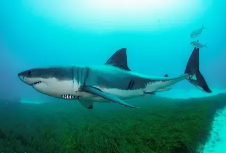 Shark attack at Glenfield Beach, WA: Man hospitalised with serious leg injuries