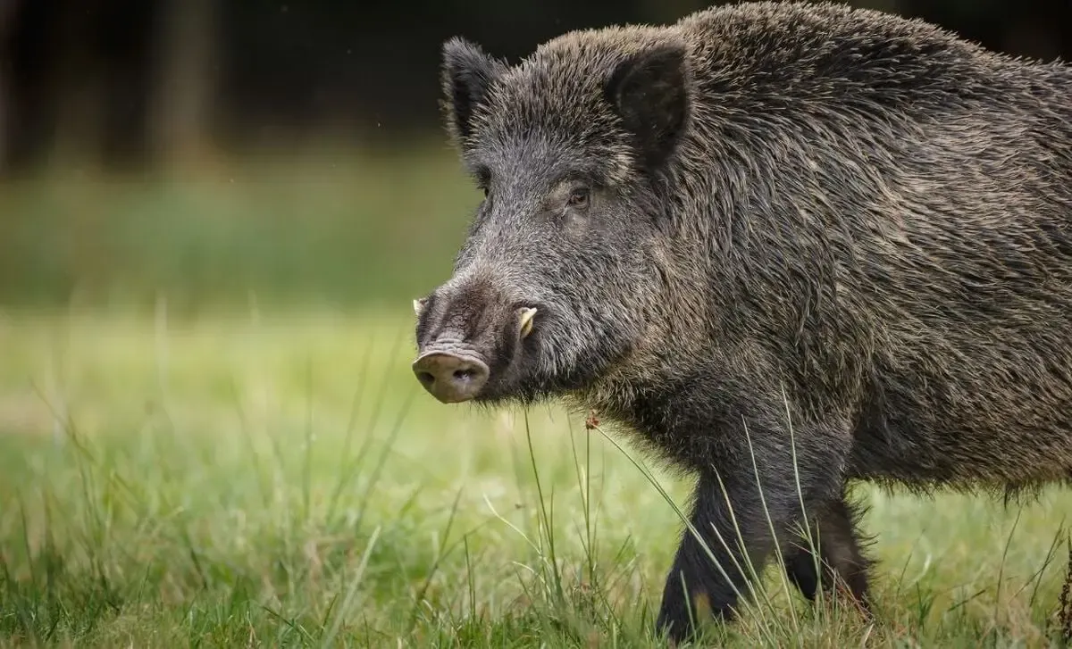 Farmer Loses Life After Wild Boar Attack in Kerala's Kannur
