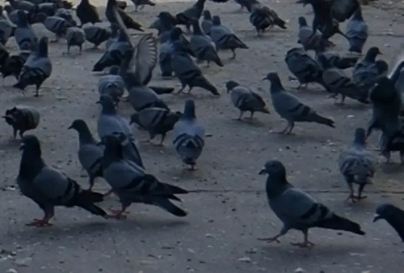 Neighbor Allegedly Slaughters 28 Pet Pigeons in Gwalior, MP