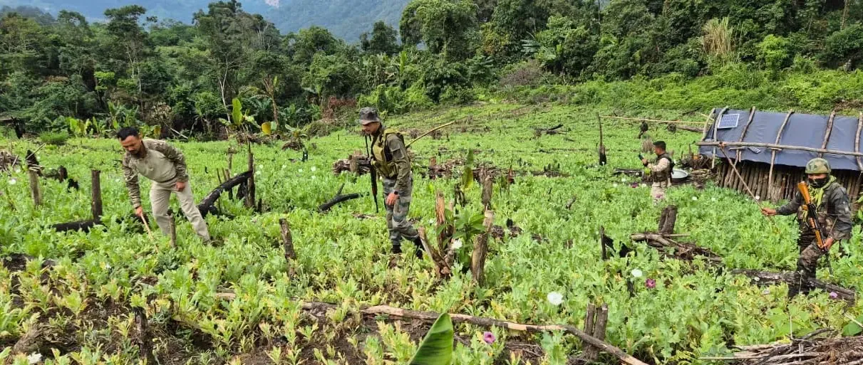 क्या असम राइफल्स ने मणिपुर में 30 एकड़ अफीम की खेती उजाड़ दी?