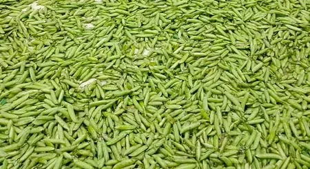 Manipur's Churachandpur farmers reap first legal harvest under NCB's Project HINICHI