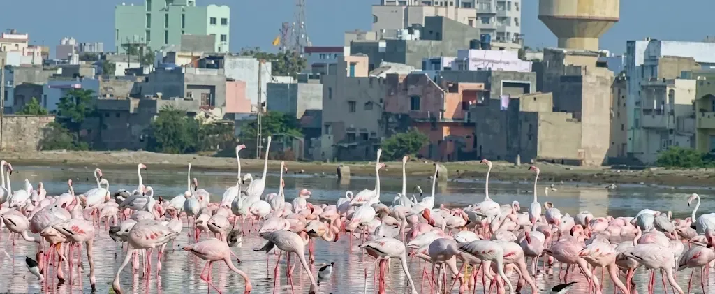 मन की बात: पीएम मोदी ने कच्छ की 'फ्लेमिंगो सिटी' को सराहा, राजहंस पक्षियों को बताया 'लाखा जी के बाराती'