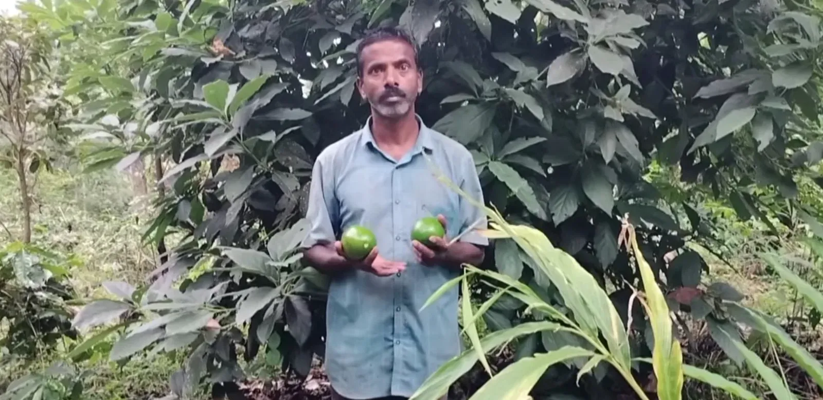 मन की बात में PM मोदी ने एवोकाडो खेती की तारीफ की, बोले — 'इनोवेटिव किसानों ने कमाई की नई राह खोजी'