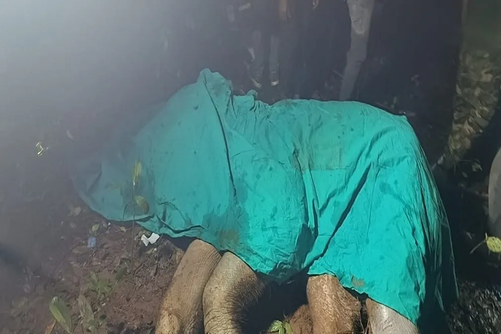 How Did a Maoist Landmine Lead to the Death of a Young Elephant?