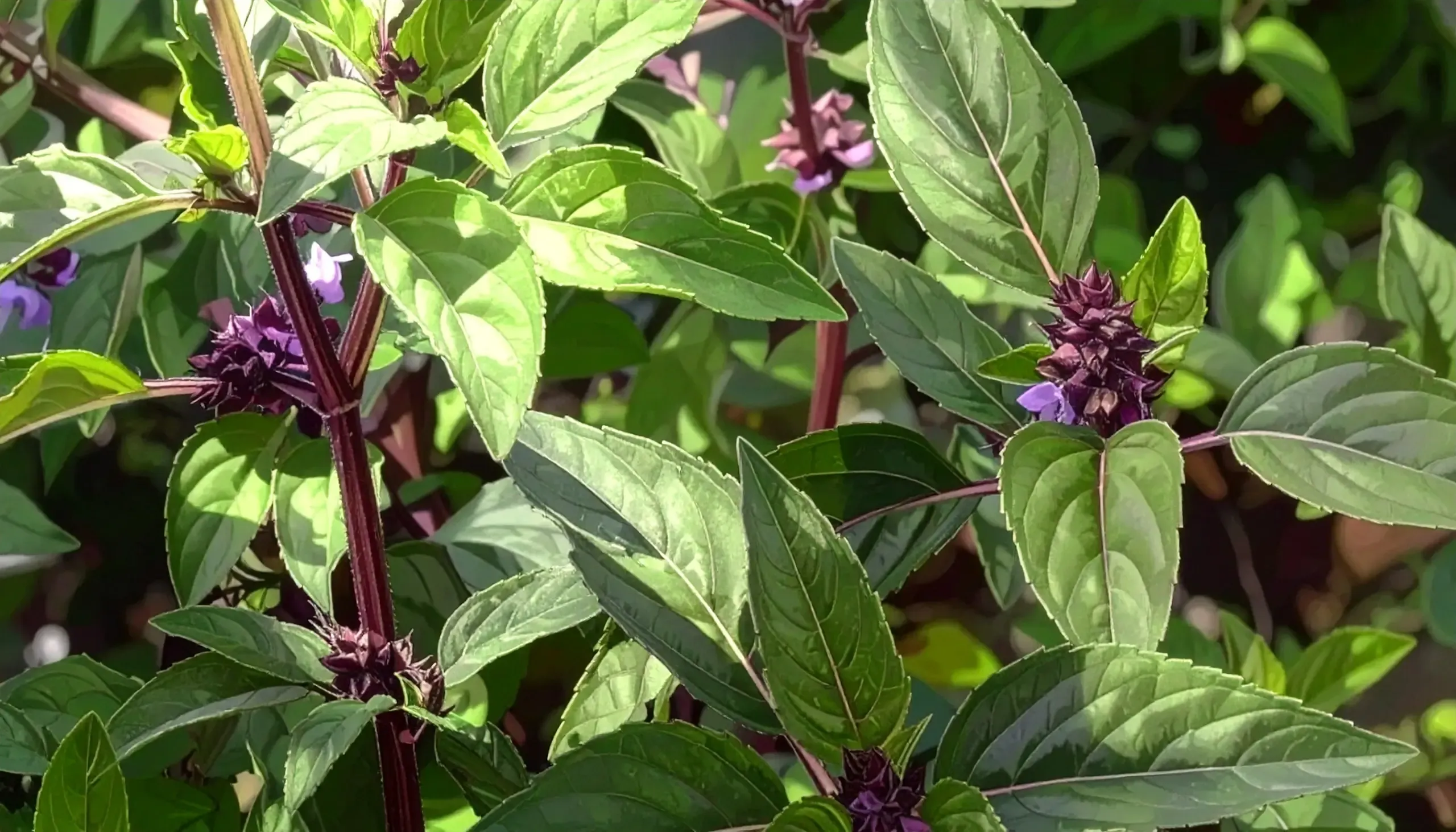 क्या मरुआ खांसी और गले की खराश को कम करने में मददगार है, मुंह की दुर्गंध दूर करता है?