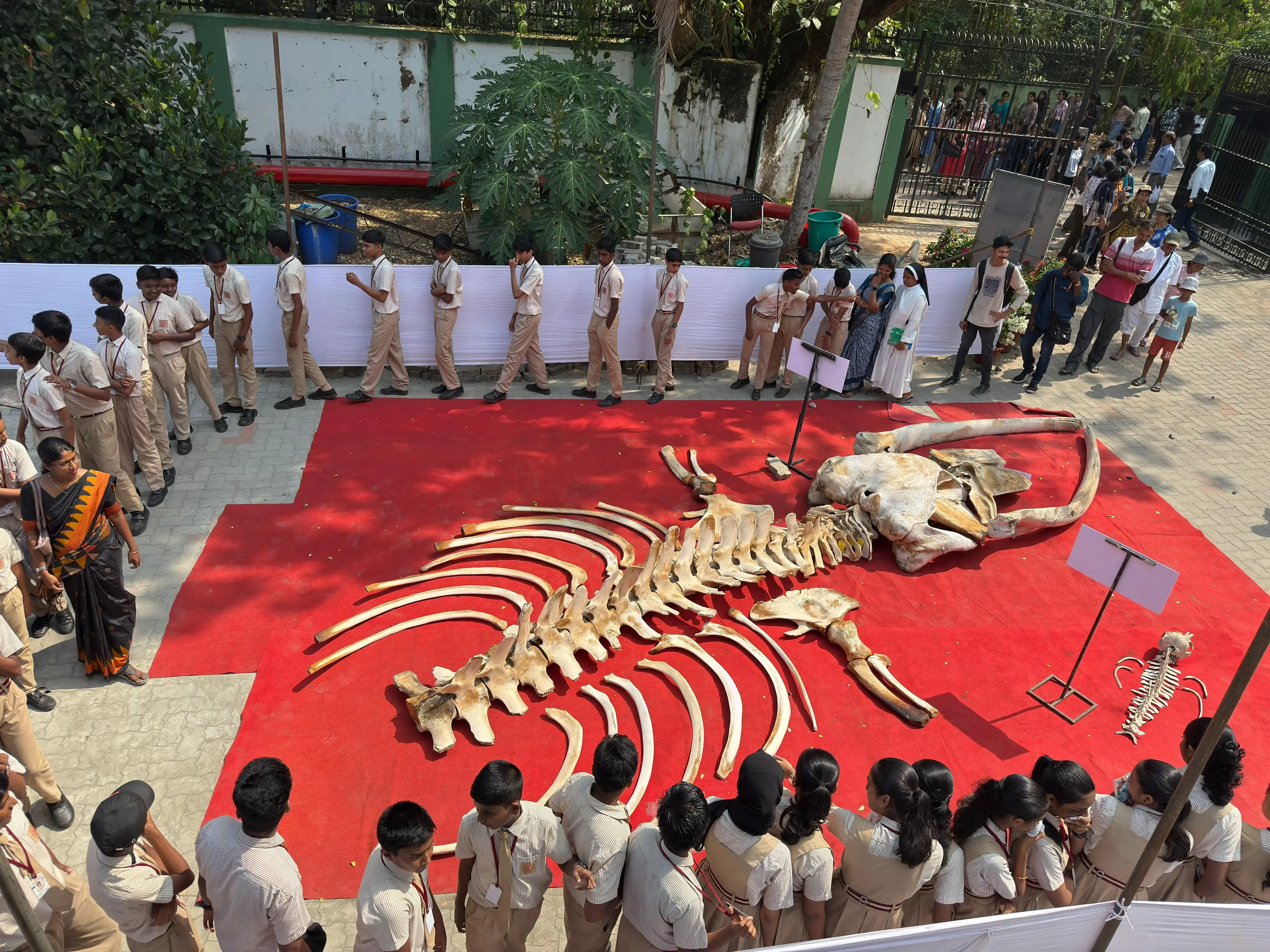 Giant Whale Skeleton Attracts Many at CMFRI Festival
