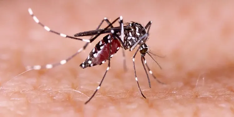 Has the Dengue Outbreak in Manipur Reached 3,594 Cases?