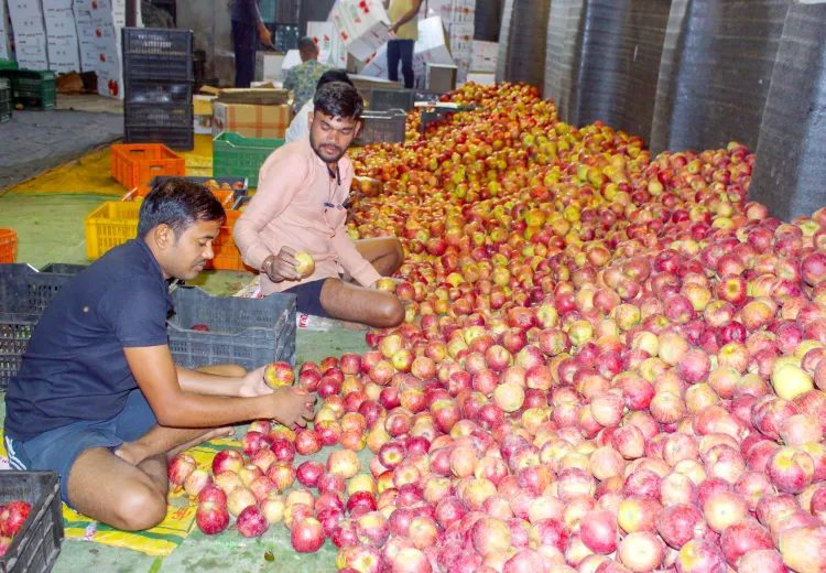 How Did 1.73 Crore Apple Boxes Reach Markets Despite Adverse Weather?
