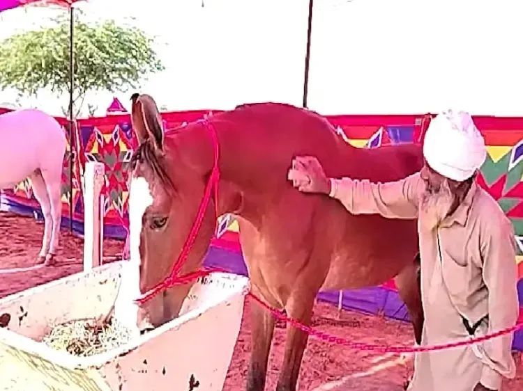 क्या 1 करोड़ की 'नगीना' बनी अंतरराष्ट्रीय पुष्कर मेले का आकर्षण?