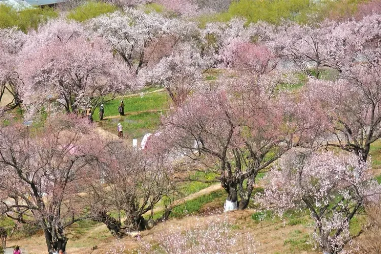 23वां न्यिंग-ची आड़ू फूल महोत्सव 3 अप्रैल से शुरू, सांस्कृतिक कार्यक्रमों की भरमार