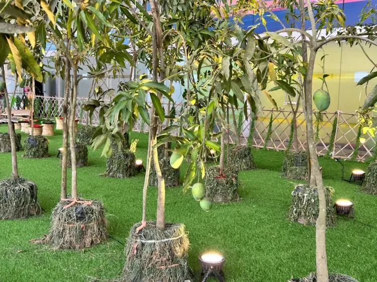 What Highlights Emerged from the 34th Mango Festival?