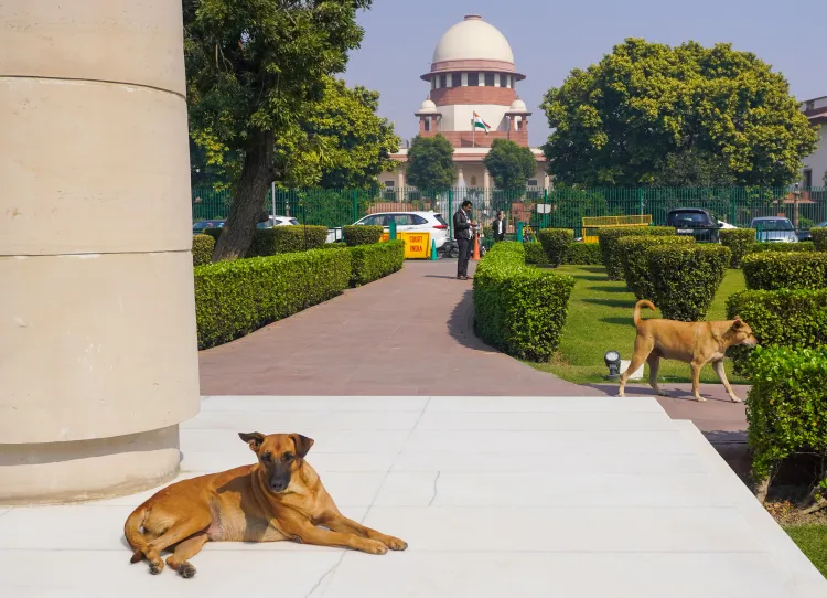 Will the Supreme Court's Decision on Stray Dog Management Impact Public Spaces?