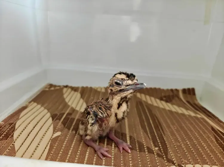 Project Great Indian Bustard adds 3 chicks, captive stock reaches 94 birds