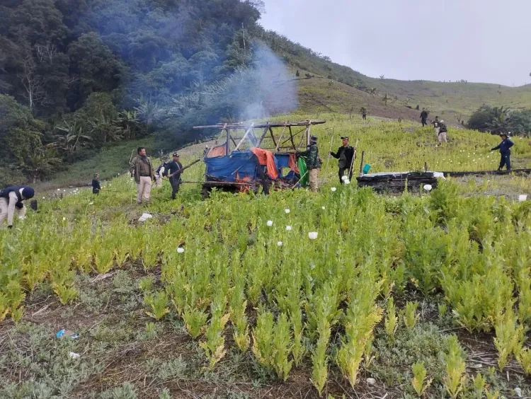 Have Four Militants Been Arrested in Manipur and 41 Acres of Illegal Poppy Cultivation Destroyed?