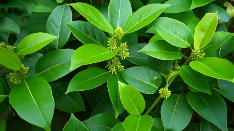 क्या गुड़मार डायबिटीज के मरीजों के लिए चमत्कारी जड़ी-बूटी है, जो मीठे की क्रेविंग को भी नियंत्रित करती है?