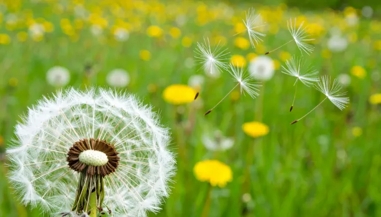 क्या सिंहपर्णी किडनी और लिवर के लिए संजीवनी है?