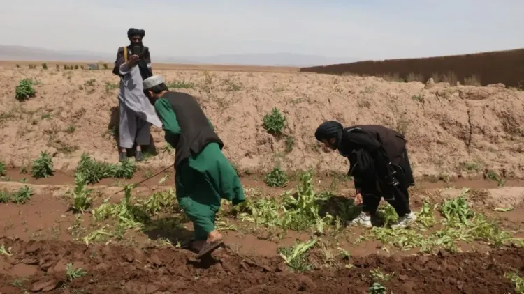 Afghan police destroy 400 acres of poppy fields in Baghlan province