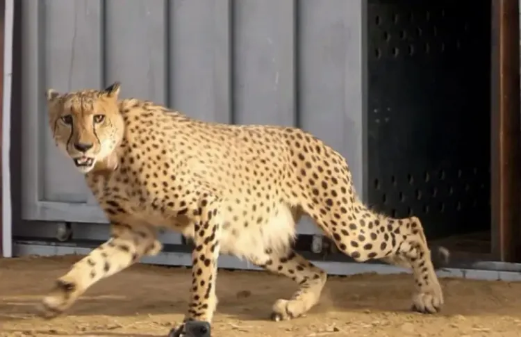 Will the South African female Cheetah and her cubs thrive in Kuno's wilderness?