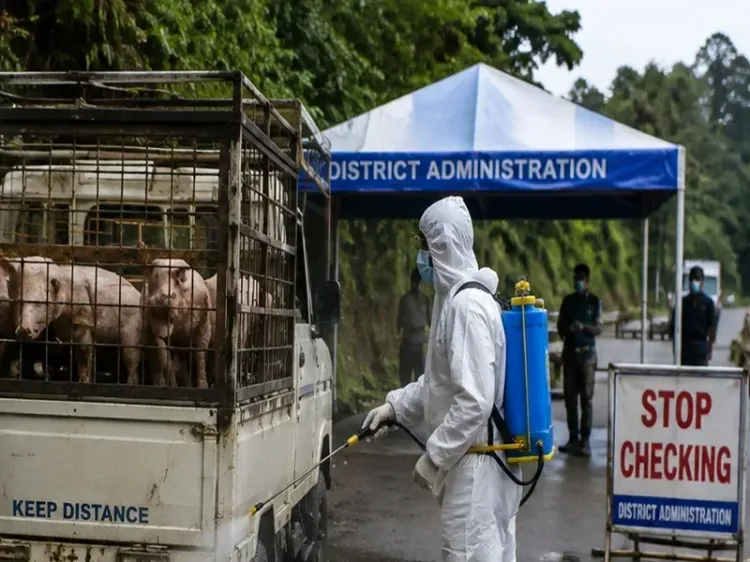 Nagaland tightens ASF curbs as pig farmers face heavy losses after Mizoram crisis