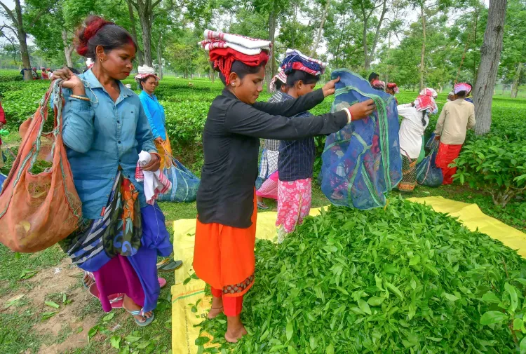 NDA sweeps tea garden, SC seats in Assam: CM Himanta Biswa Sarma