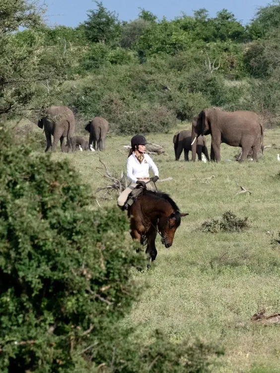 Amy Jackson on World Elephant Day: 'Every animal is a masterpiece of nature'