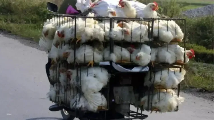 Andhra Pradesh Enforces Chicken Transport Ban Amid Bird Flu Outbreak
