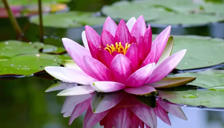 क्या कमल अनिद्रा से ब्लड प्रेशर तक औषधीय गुणों की खान है?