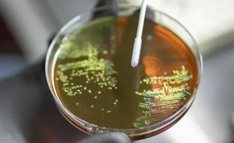 Could antibiotic use during pregnancy increase the risk of bacterial disease in babies?