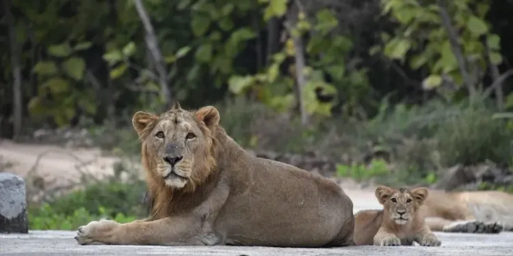 Is the Asiatic Lion Census in Gujarat Set to Cover 35,000 Sq Km?