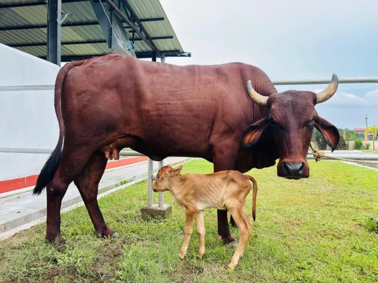 Assam's first IVF Lakhimi calf born at Guwahati varsity, CM Sarma hails historic feat