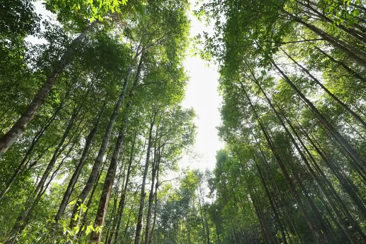 Assam agarwood reaches Dubai: CM Sarma flags export push for 50,000 farmers