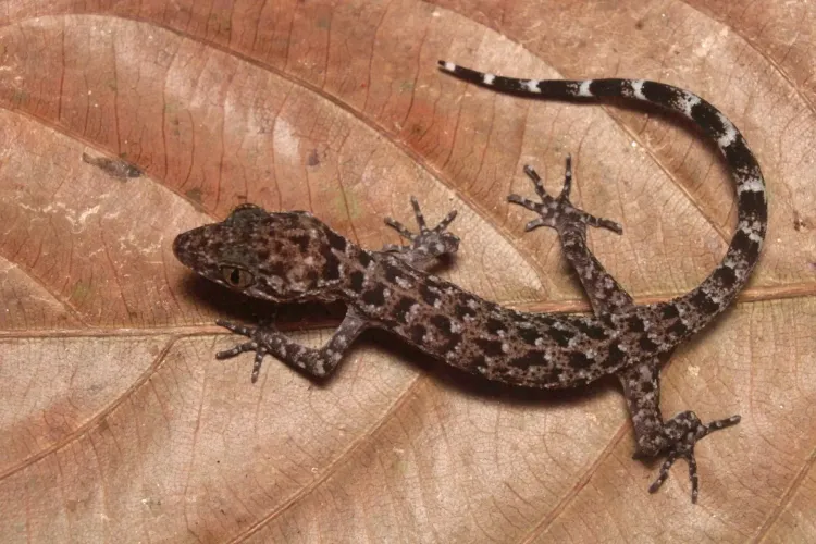 Assam CM Celebrates Discovery of New Gecko Species, Boosting Northeast Biodiversity