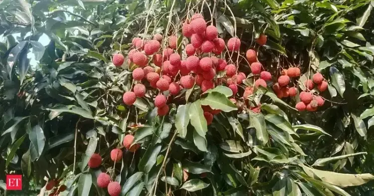 Assam CM Office: GI-tagged Tezpur Litchi Hits Dubai